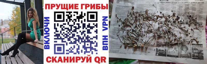 закладки  Красноярск  Галлюциногенные грибы Psilocybine cubensis 