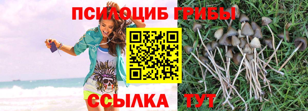 где купить наркоту  Красноярск  Галлюциногенные грибы Cubensis 